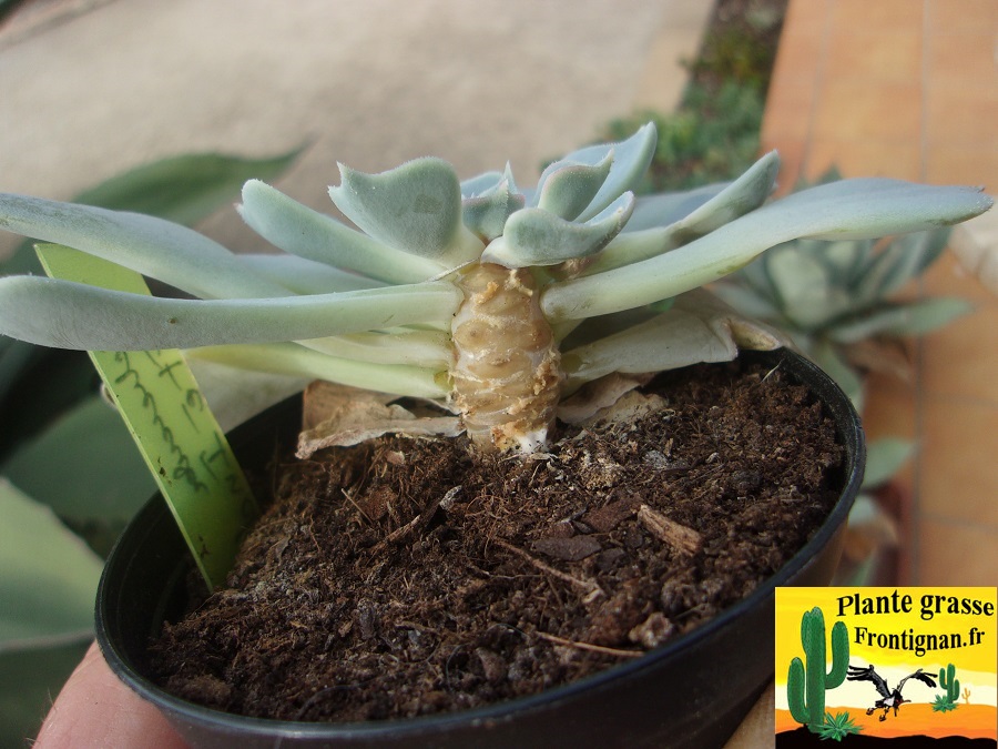 parasites et maladies plantes grasses et succulentes